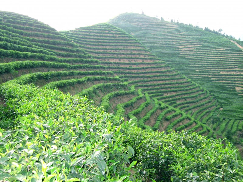 公司有機(jī)茶園一角