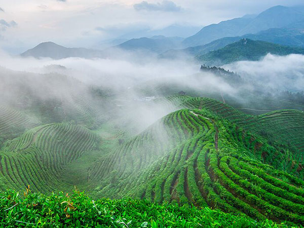 云霧繚繞、生態(tài)、有機茶園一角